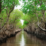 Salah satu kawasan hutan mangrove di Brebes, Jawa Tengah.