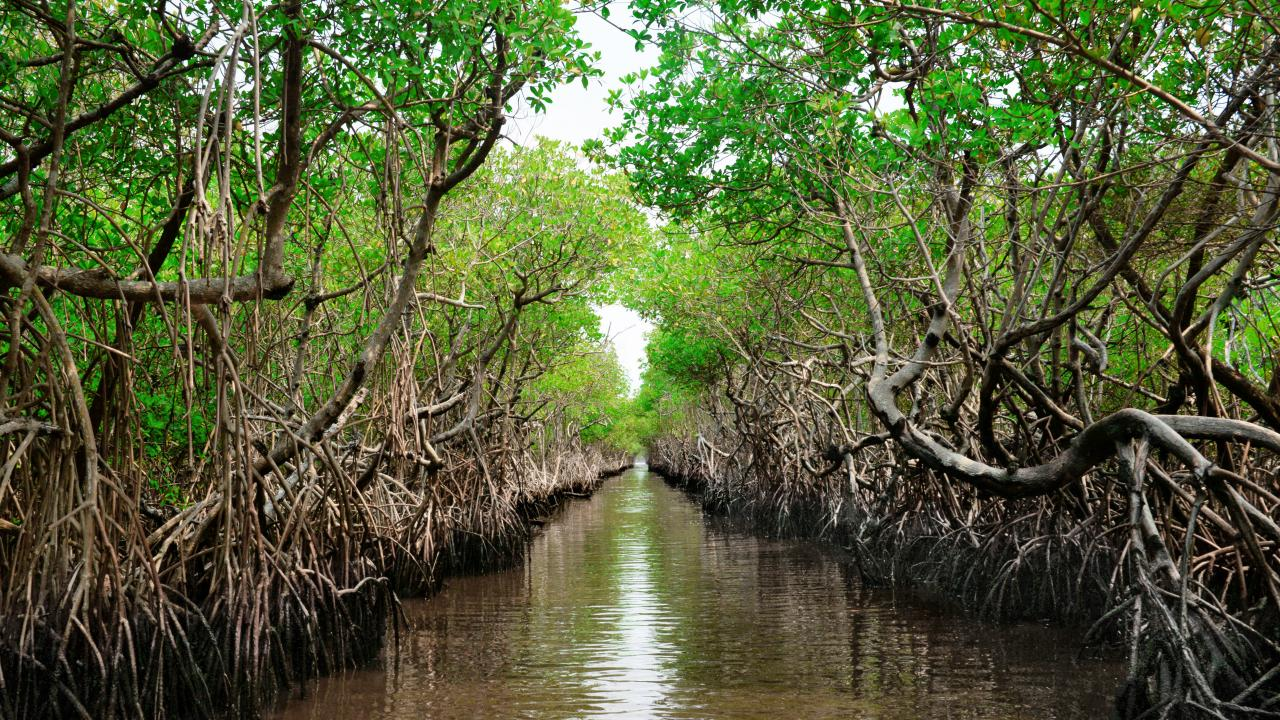 Salah satu kawasan hutan mangrove di Brebes, Jawa Tengah.