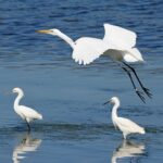 Kuntul Besar (Egretta alba) by Unsplash - William Foley.